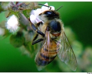 polinizacao-por-abelhas-4
