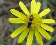polinizacao-por-abelhas-5