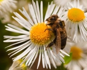 polinizacao-por-abelhas-6