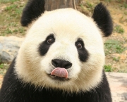 Por Que Pandas Nao Hibernam (2).jpg