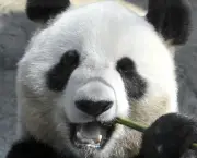 Por Que Pandas Nao Hibernam (3).jpg