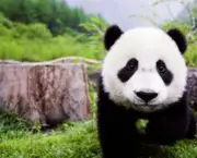 Por Que Pandas Nao Hibernam (4).jpg