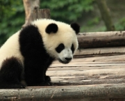 Por Que Pandas Nao Hibernam (7).jpg