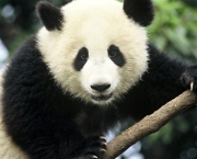 Por Que Pandas Nao Hibernam (8).jpg