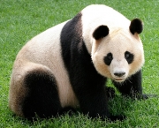 Por Que Pandas Nao Hibernam (9).jpg