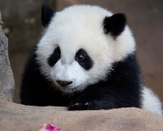 Por Que Pandas Nao Hibernam (12).jpg