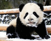Por Que Pandas Nao Hibernam (13).jpg