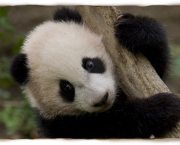 Por Que Pandas Nao Hibernam (14).jpg