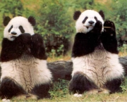Por Que Pandas Nao Hibernam (15).jpg