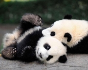 Por Que Pandas Nao Hibernam (16).jpg