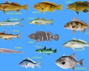 preservacao-de-especies-de-peixes-a-legislacao-3