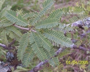 Prosopis affinis (2)