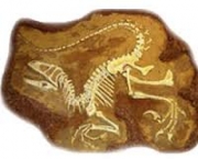 qual-o-fossil-mais-antigo-1