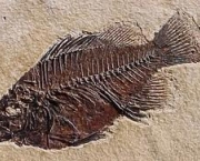 qual-o-fossil-mais-antigo-2