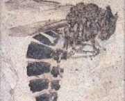 qual-o-fossil-mais-antigo-3