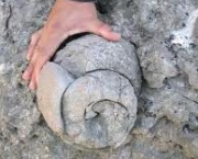 qual-o-fossil-mais-antigo-5