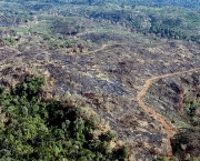 queda-no-desmatamento-na-amazonia-2