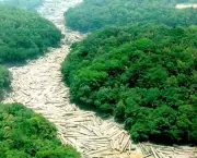 queda-no-desmatamento-na-amazonia-10