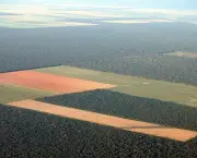 queda-no-desmatamento-na-amazonia-13