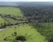 queda-no-desmatamento-na-amazonia-17