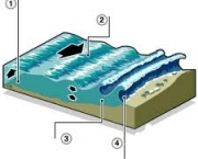 rato-ilhas-alaska-2