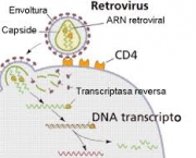 receptores-virus-1
