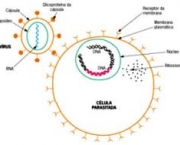 receptores-virus-2