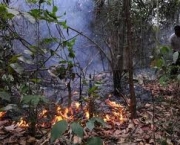 reducao-da-floresta-amazonica-e-incendios-florestais-2