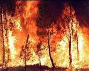 reducao-da-floresta-amazonica-e-incendios-florestais-3