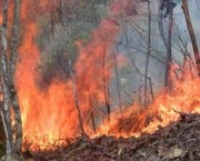 reducao-da-floresta-amazonica-e-incendios-florestais-7