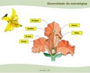 reproducao-vegetal-plantas-com-flores-1