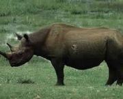 rinocerontes-podem-ser-extintos-devido-caca-predatoria-1
