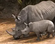 rinocerontes-podem-ser-extintos-devido-caca-predatoria-11