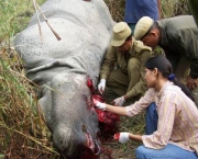 rinocerontes-podem-ser-extintos-devido-caca-predatoria-12