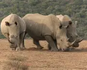 rinocerontes-podem-ser-extintos-devido-caca-predatoria-13