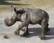 rinocerontes-podem-ser-extintos-devido-caca-predatoria-14