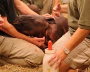 rinocerontes-podem-ser-extintos-devido-caca-predatoria-15