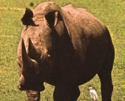 rinocerontes-podem-ser-extintos-devido-caca-predatoria-2