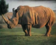 rinocerontes-podem-ser-extintos-devido-caca-predatoria-3