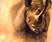 rinocerontes-podem-ser-extintos-devido-caca-predatoria-4