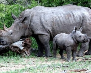 rinocerontes-podem-ser-extintos-devido-caca-predatoria-5