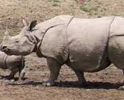 rinocerontes-podem-ser-extintos-devido-caca-predatoria-6