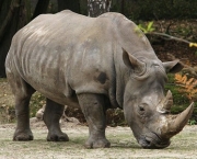 rinocerontes-podem-ser-extintos-devido-caca-predatoria-7