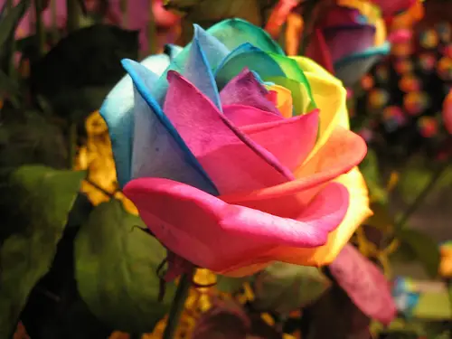 Rosa Colorida - Flores e Espécies | Meio Ambiente - Cultura Mix