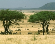 savana-africana-12