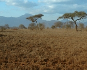 savana-africana-13