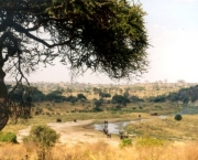 savana-africana-3