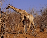 savana-africana-5