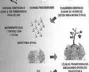 sementes-transgenicas-modificacoes-geneticas-7