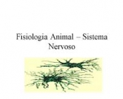 sistema-nervoso-dos-animais-3